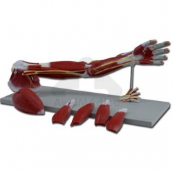 Modelo anatómico braço